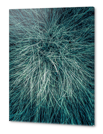 green silky grass texture background Acrylic prints by Timmy333