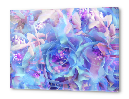 blooming blue rose texture abstract background Acrylic prints by Timmy333
