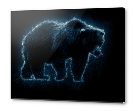 Splash Bear  Acrylic prints by Amir Faysal