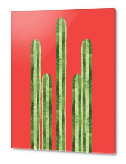 Mexican cacti Acrylic prints by Vitor Costa