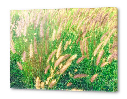green grass field texture abstract with blooming grass flowers Acrylic prints by Timmy333