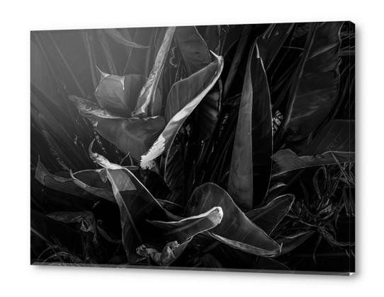 bird of paradise leaves texture background in black and white Acrylic prints by Timmy333
