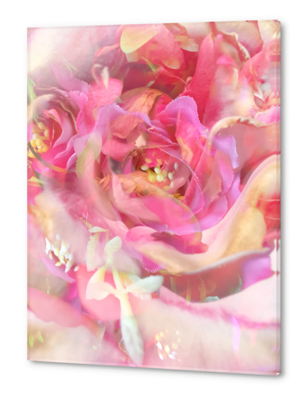 blooming pink rose texture abstract background Acrylic prints by Timmy333