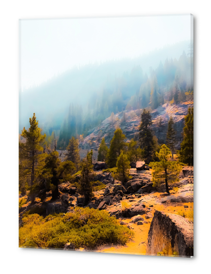 pine tree on the mountain with sunlight at Lake Tahoe, California, USA Acrylic prints by Timmy333