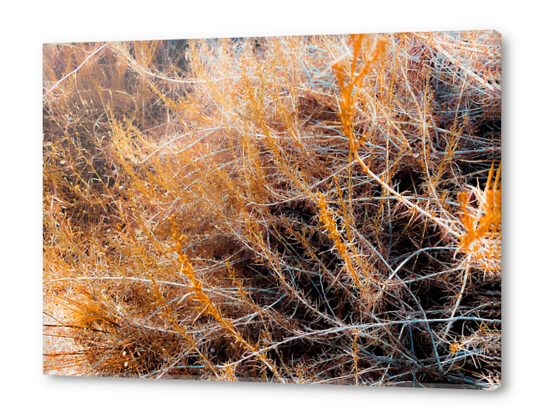 closeup dry brown grass field texture abstract background Acrylic prints by Timmy333