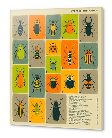 BEETLES OF NORTH AMERICA Acrylic prints by Jazzberry Blue