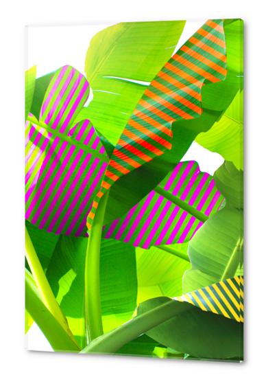 Banana stripes Acrylic prints by fokafoka