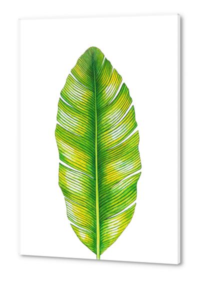 Banana Leaf Acrylic prints by Nika_Akin
