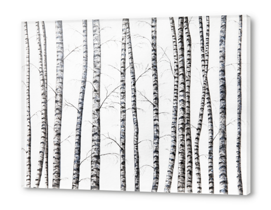 Birches Acrylic prints by Nika_Akin