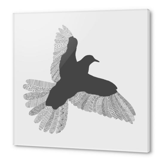 Bird (on grey) Acrylic prints by Florent Bodart - Speakerine