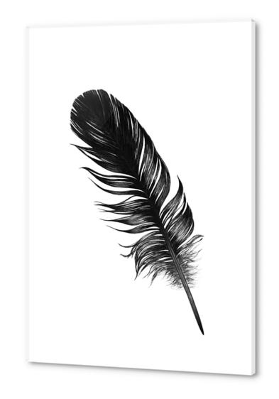 Feather Acrylic prints by Nika_Akin