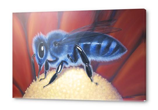 Blue Bee Acrylic prints by di-tommaso