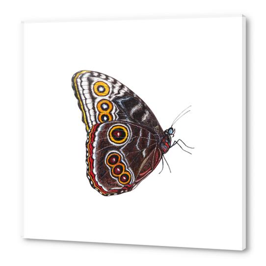Butterfly Acrylic prints by Nika_Akin