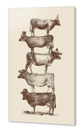 Cow Cow Nuts Acrylic prints by Florent Bodart - Speakerine