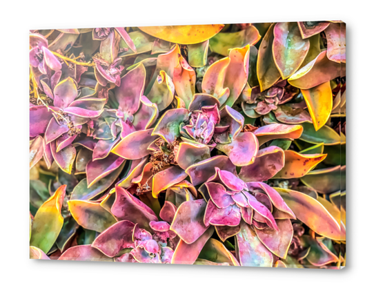 green and pink succulent plant garden texture background Acrylic prints by Timmy333
