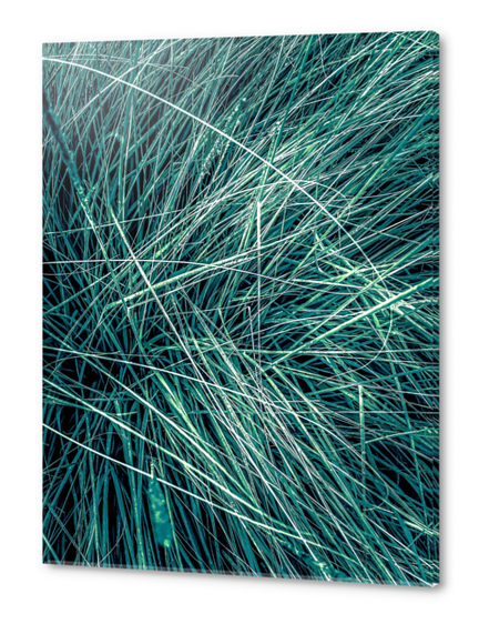green grass texture abstract background Acrylic prints by Timmy333