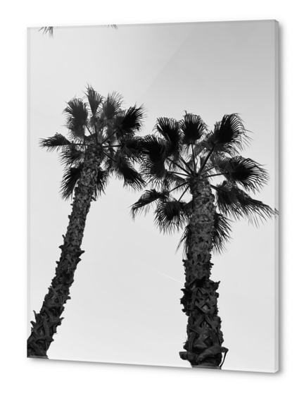 palm tree with clear sky background in black and white Acrylic prints by Timmy333