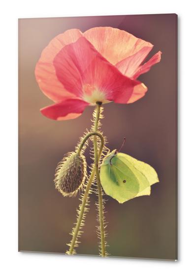 Yellow butterfly sitting on the pink poppy flower Acrylic prints by Jarek Blaminsky