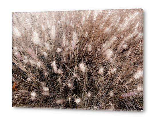 blooming grass flowers field texture abstract background Acrylic prints by Timmy333