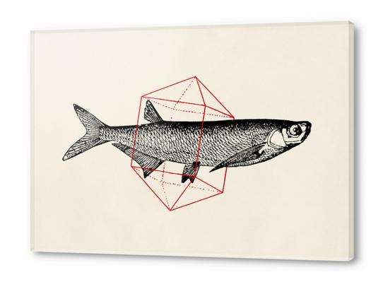 Fish In Geometrics II Acrylic prints by Florent Bodart - Speakerine