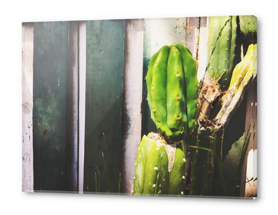 green cactus with green and white wood wall background Acrylic prints by Timmy333