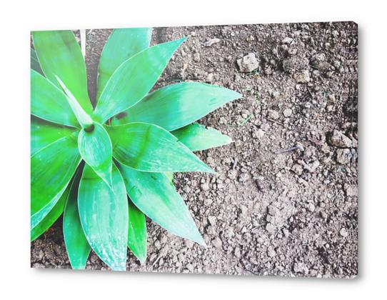 green leaf plant with sand background Acrylic prints by Timmy333