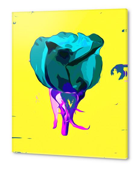 green rose with purple stem and yellow background Acrylic prints by Timmy333