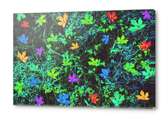 maple leaf in pink blue green yellow orange with green creepers plants background Acrylic prints by Timmy333