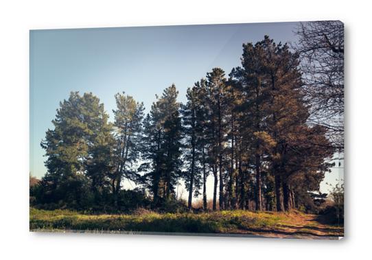 Trees II Acrylic prints by Salvatore Russolillo