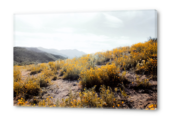 vintage style yellow poppy flower field with summer sunlight Acrylic prints by Timmy333