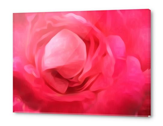 closeup red rose texture abstract background Acrylic prints by Timmy333