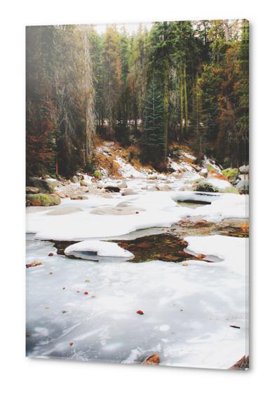 Sequoia national park, USA in winter Acrylic prints by Timmy333
