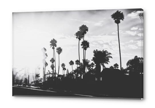 palm trees with sunlight in black and white Acrylic prints by Timmy333