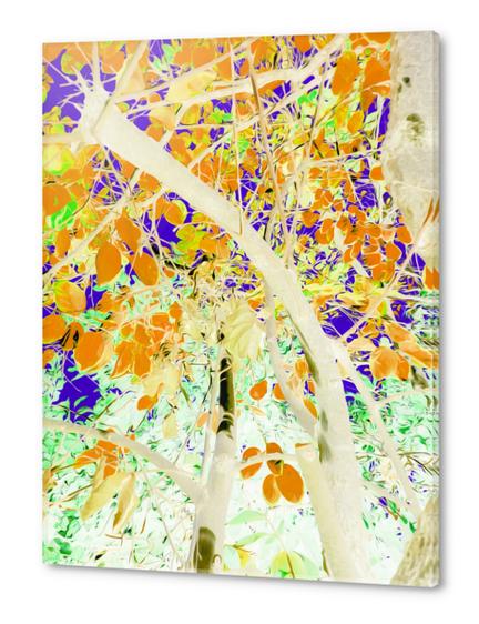 drawing tree with orange leaves and purple background Acrylic prints by Timmy333