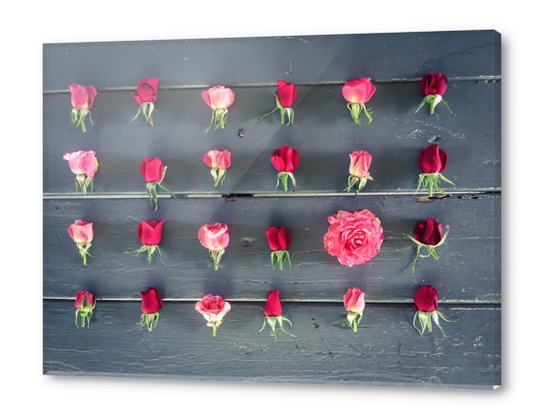 fresh red and pink roses on the wooden table Acrylic prints by Timmy333