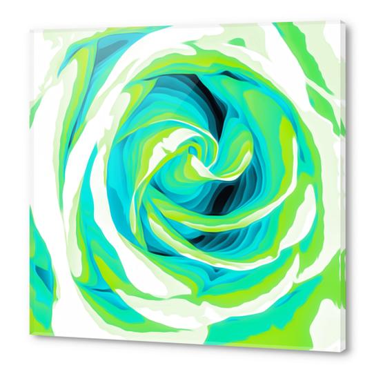 blue and green closeup rose texture background Acrylic prints by Timmy333
