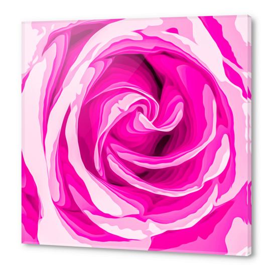 closeup fresh pink rose texture abstract background Acrylic prints by Timmy333