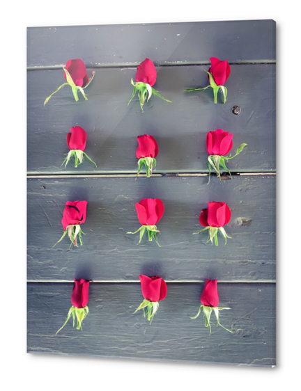 red baby roses on the wooden table Acrylic prints by Timmy333