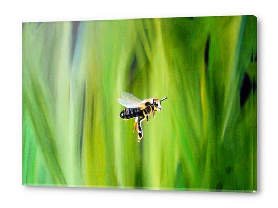L'abeille Acrylic prints by Kapoudjian