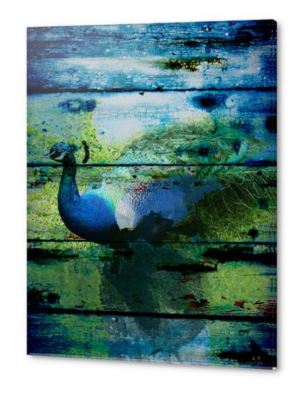  Peacock I  Acrylic prints by Irena Orlov