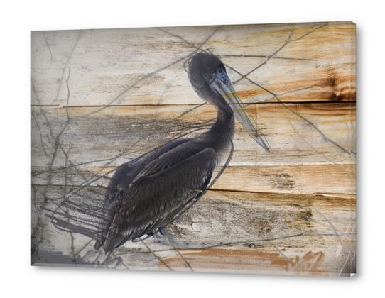 Pelican Acrylic prints by Irena Orlov