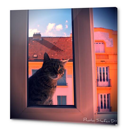 Le chat sur la fenêtre(2) Acrylic prints by Stefan D