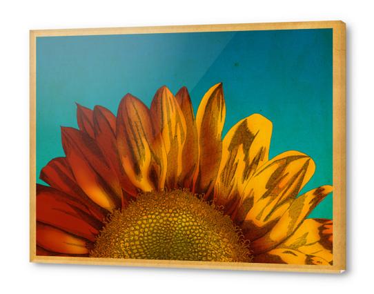 A Sunflower Acrylic prints by MegShearer
