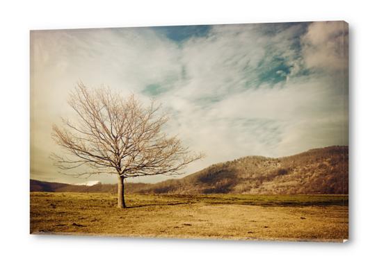 Tree Acrylic prints by Salvatore Russolillo