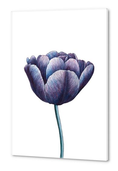 Tulip Acrylic prints by Nika_Akin