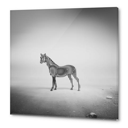 Zebra Mist Acrylic prints by Eugene Soloviev