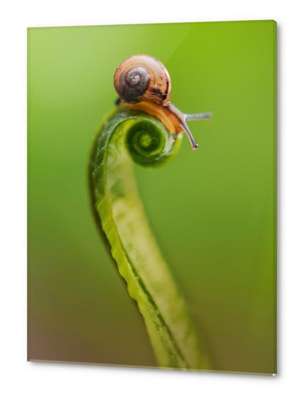 Snail on a curly grass Acrylic prints by Jarek Blaminsky