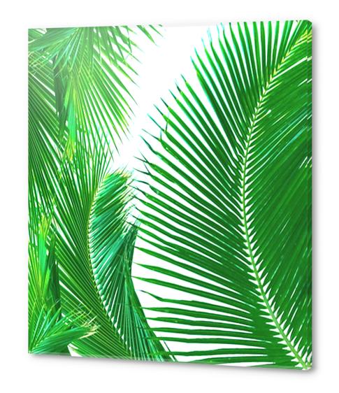 ARECALES Acrylic prints by Chrisb Marquez