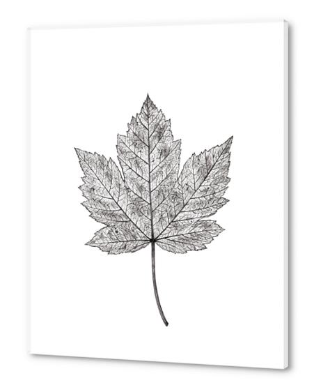 Maple Leaf Acrylic prints by Nika_Akin