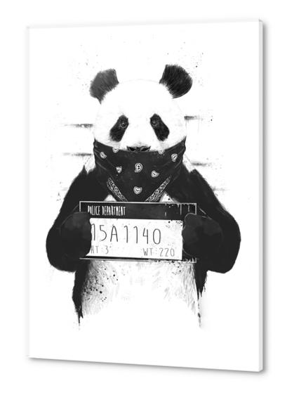 Bad panda Acrylic prints by Balazs Solti